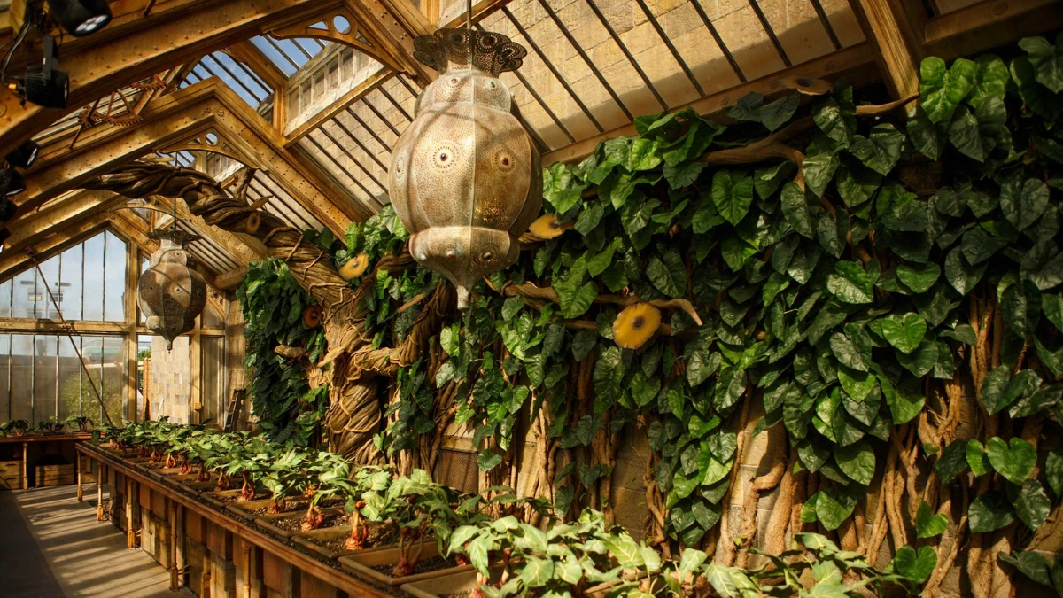Mandrake pulling in Professor Sprout’s greenhouse